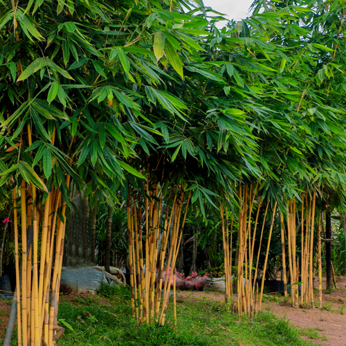Bamboo