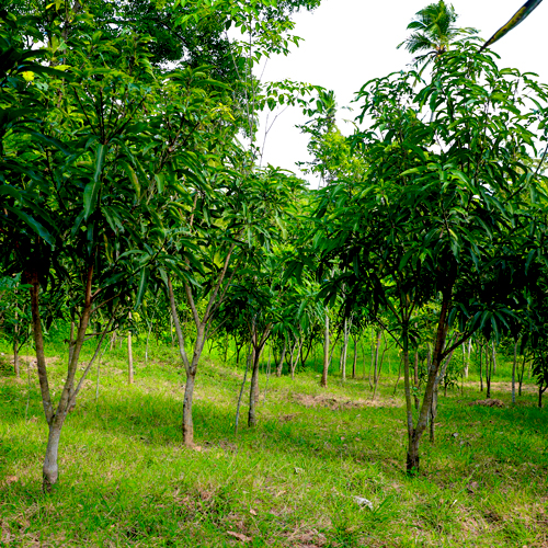 Fruit Trees
