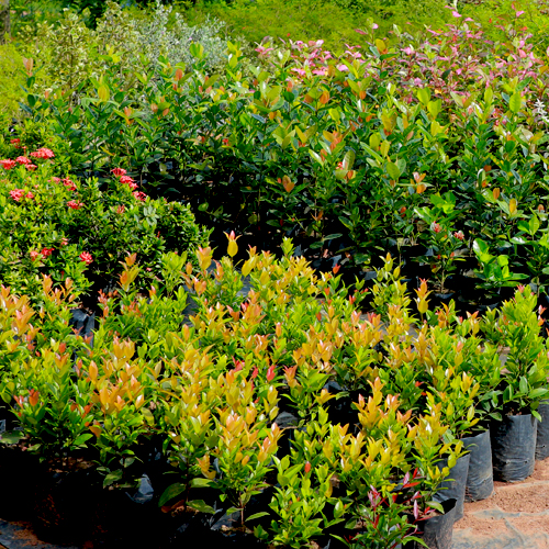 Nursery Plants