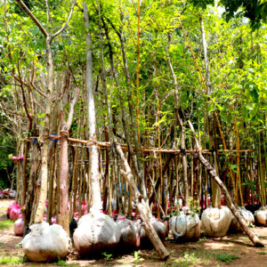 Root Balled Trees