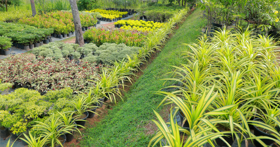 Nursery Plants